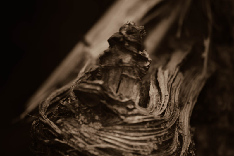 Illustration for article titled A Bog is a Bog
